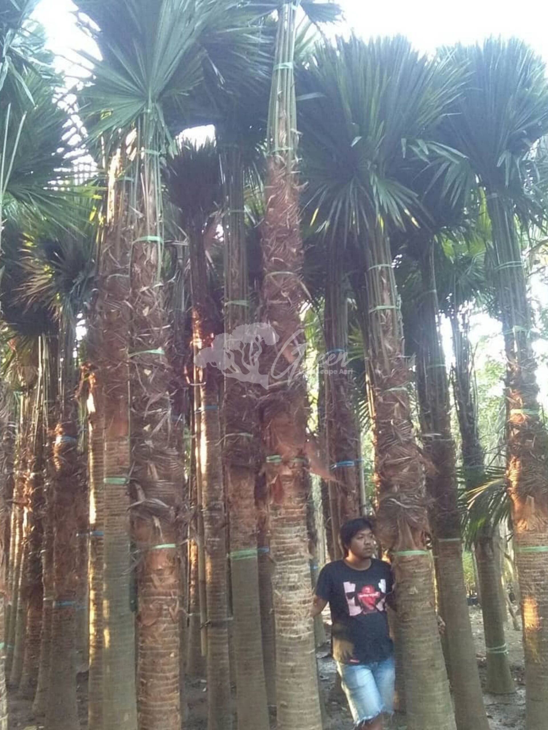 Sadeng Tree Jual Palem Sadeng Jakarta | Pilihan Ukuran Lengkap & Rapi